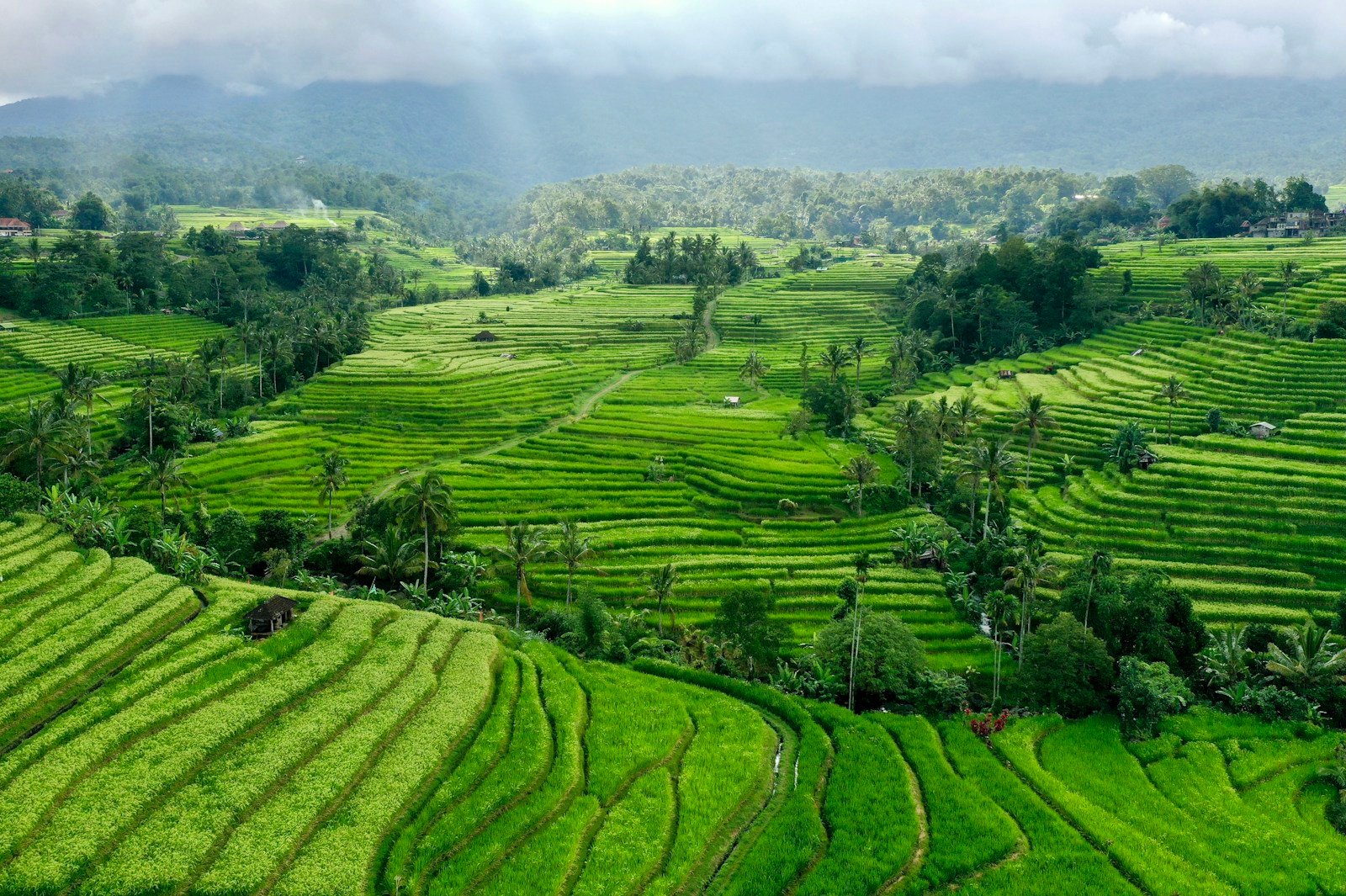 Lush green rice terraces and palms in Bali
