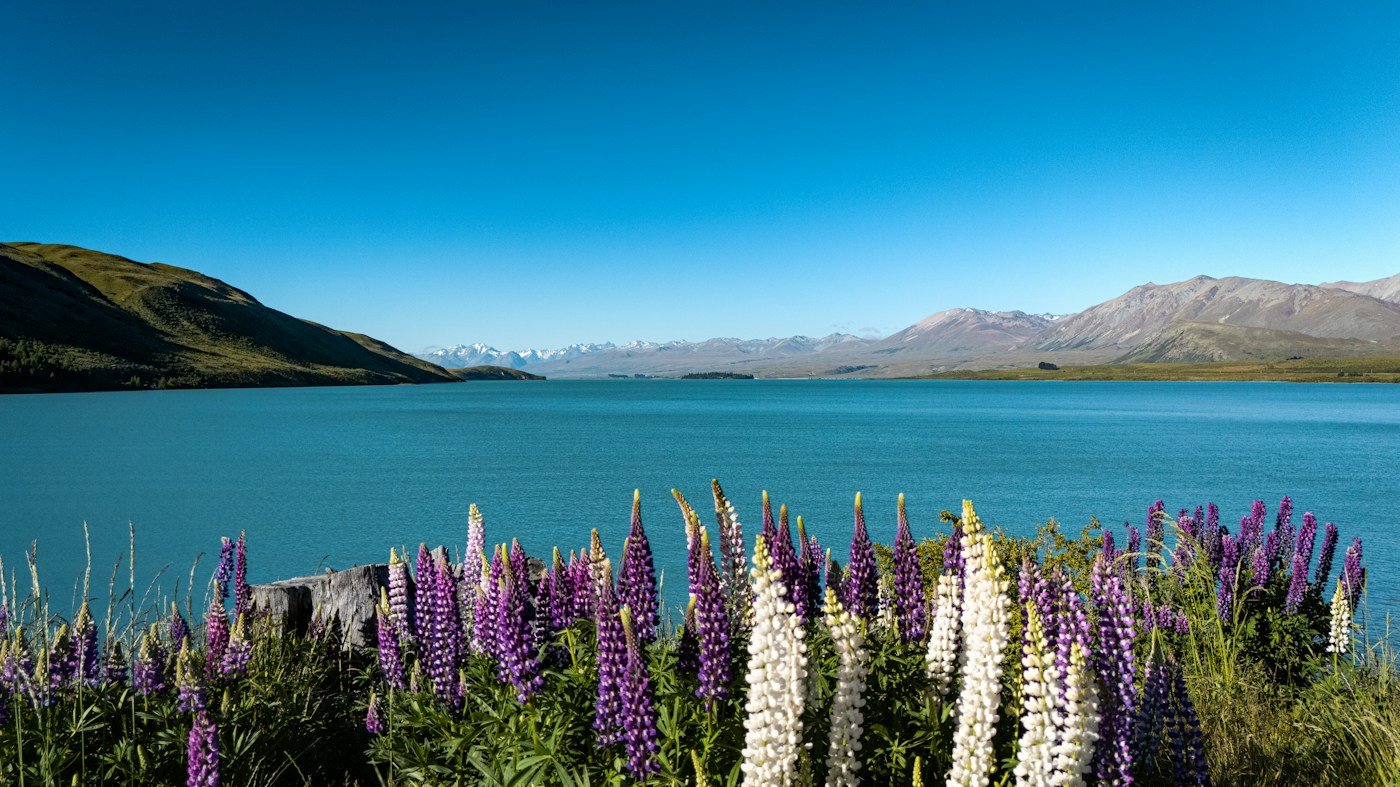 Purple and white lupins beside turquoise Lake Tekapo